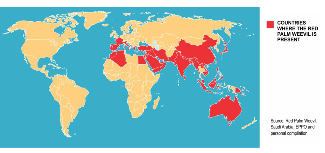 Distribución mundial del rhynchophorus ferrugineus