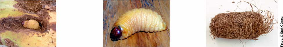 Egg, larva and pupa