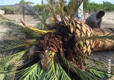 Dwarf fan palm completely destroyed