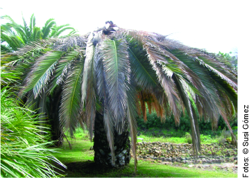 Final stage of Phoenix canariensis