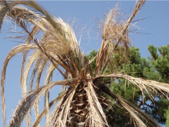 Final stage of Phoenix dactylifera