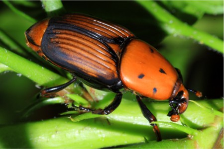 Weevil on green leaves 