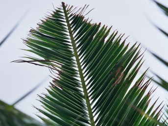 Symptom of chewed leaves on a Canarian palm tree