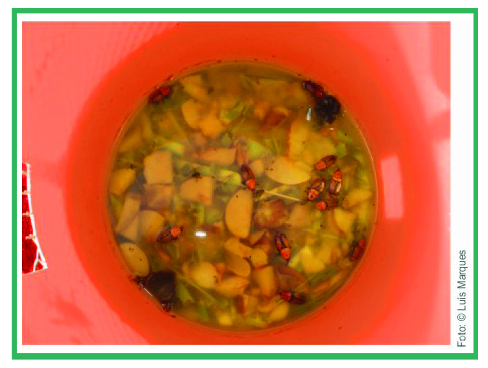 Atrayente alimenticio