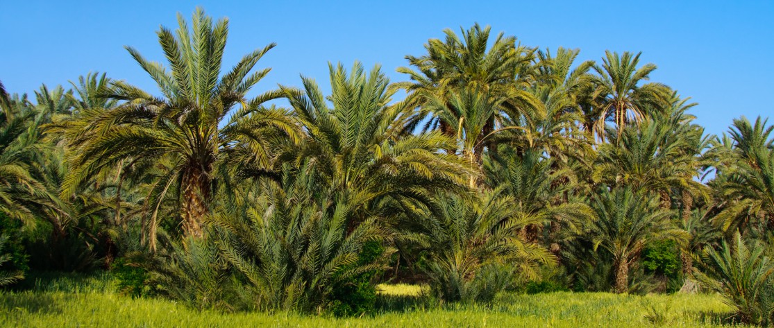 Group of palm trees